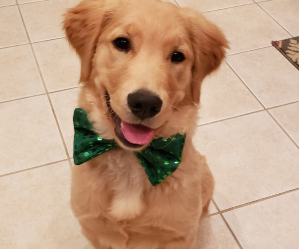 Golden Retriever Dog