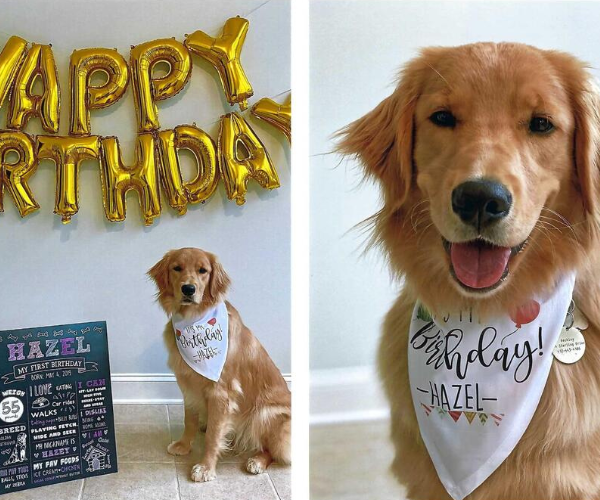 Golden Retriever Dog's Birthday