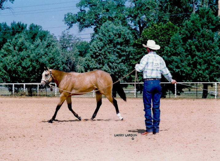 Horse riding services