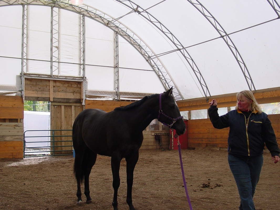 A woman leads a horse through an indoor arena, showcasing a serene moment of connection between them.