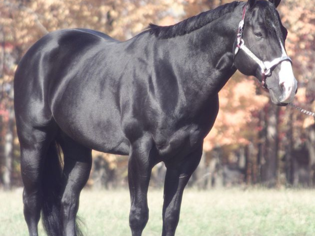 Black Horse