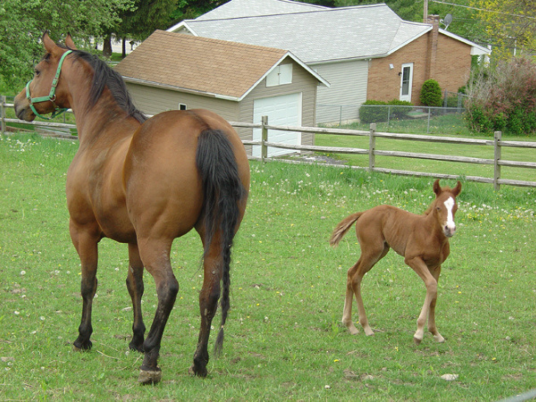 A horse and a foal stand together in a fenced area