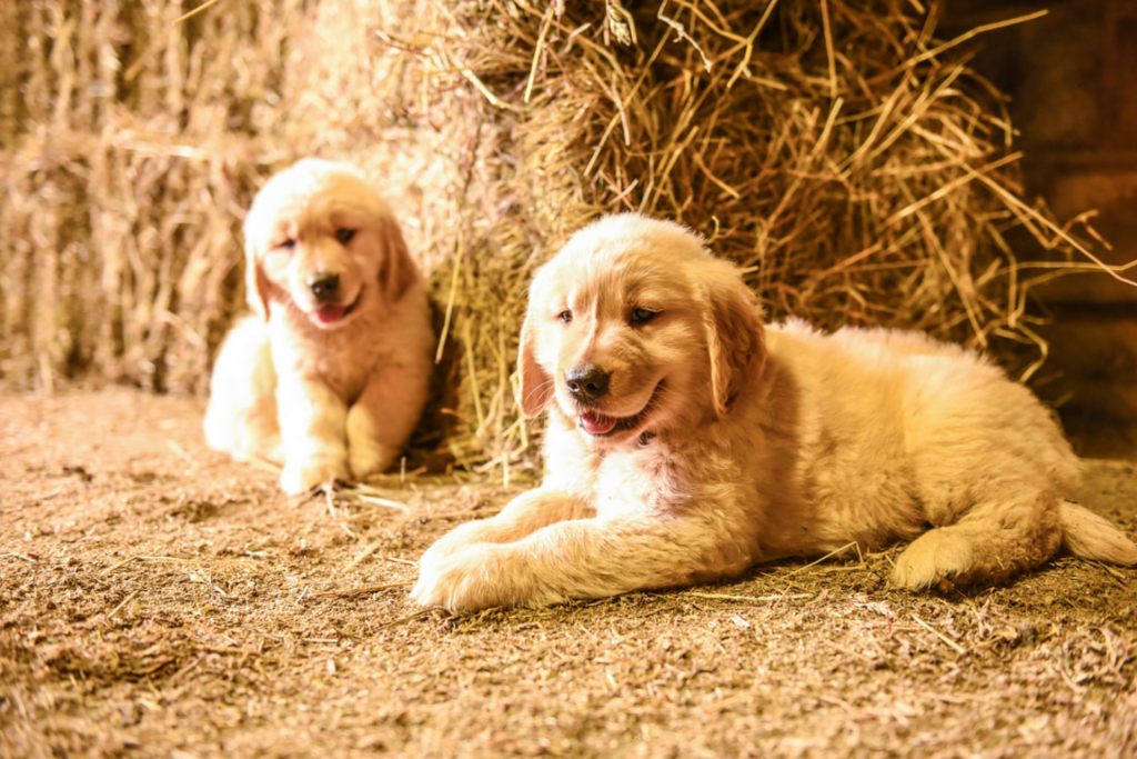 Cute Golden Retriever puppies