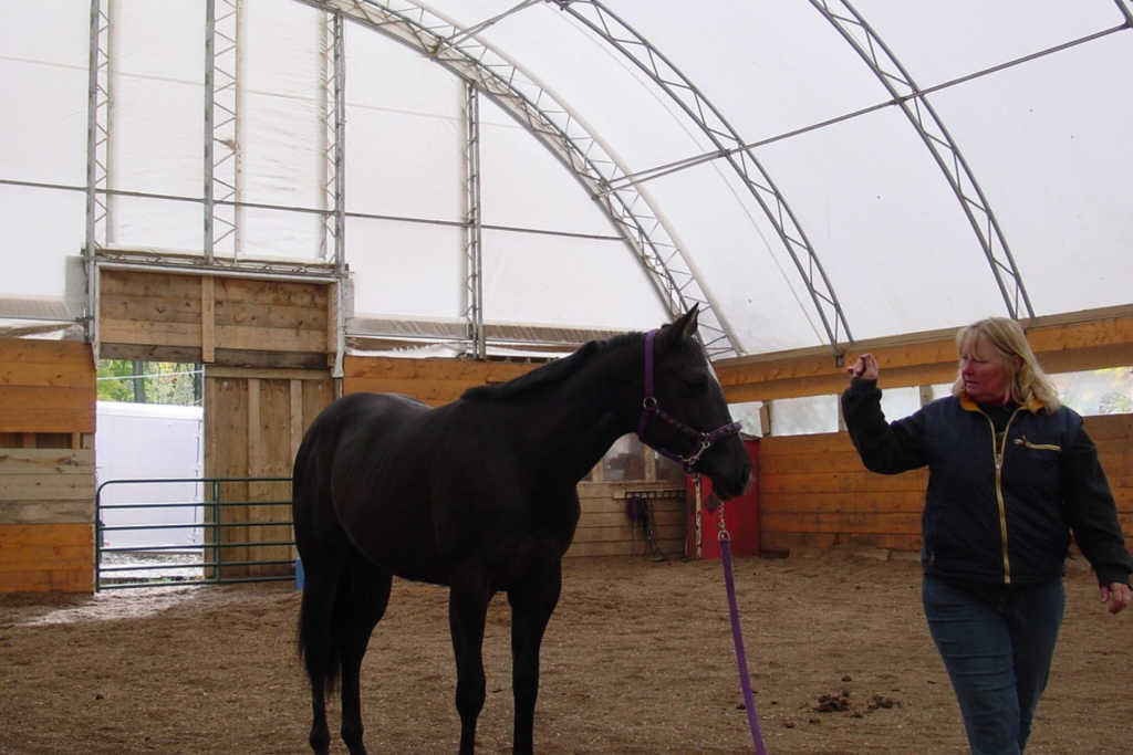 A woman leads a horse through an indoor arena, showcasing a serene moment of connection between them.