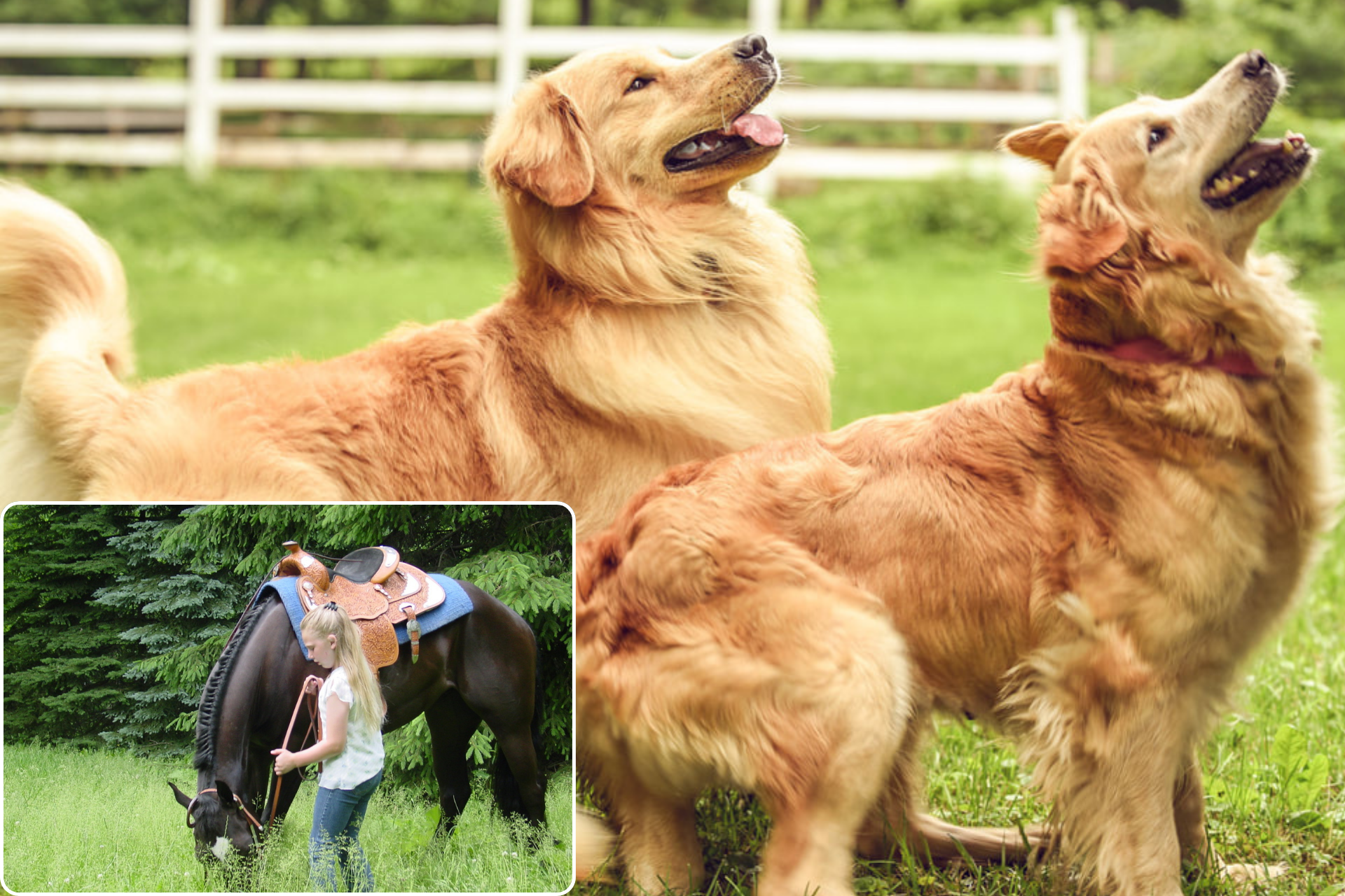 Cute Golden Retriever with horse