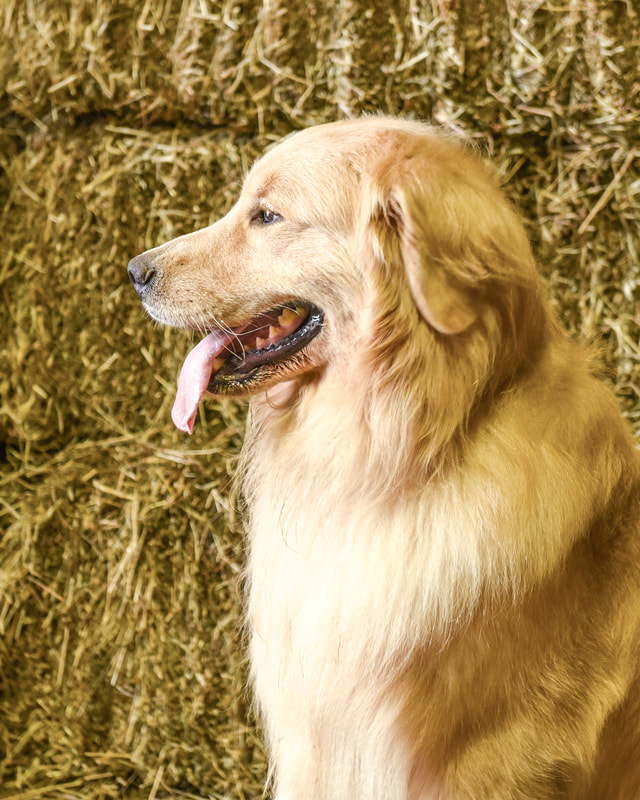 Wyatt- The Golden Retriever