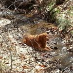 Daisy Cooling Off in the Stream