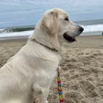 english cream gallery dog at beach