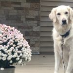 english cream gallery dog sitting next to flowers looking at the camera