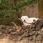 english cream gallery holding a stick