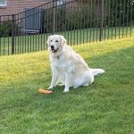 english cream gallery sitting in the yard with a bone