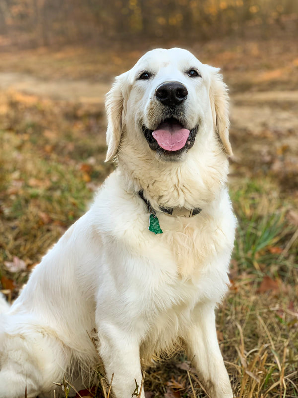 Golden Retriever Dog