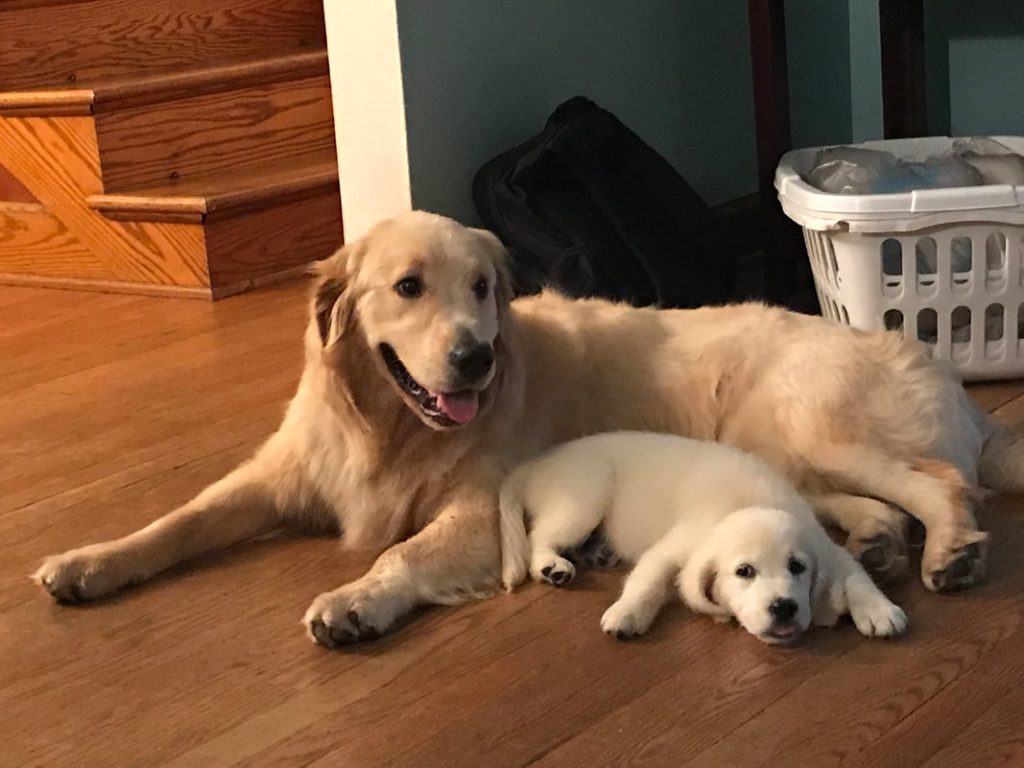 Golden with pup