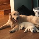 Golden with pup