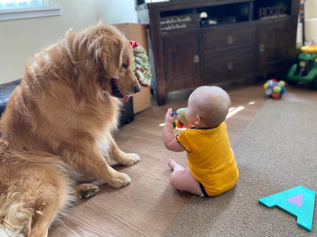 Golden Retriever Dog with Baby