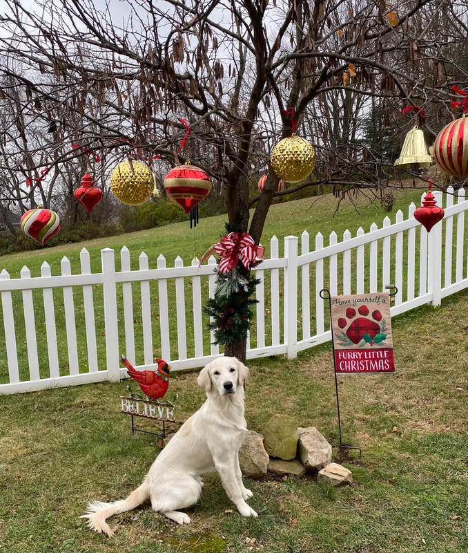 Golden Retriever in a Christmas Tree