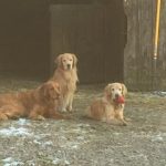 Partners in crime at the barn